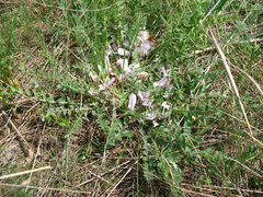 Astragalus dolichophyllus