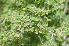 Flueggea verrucosa