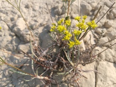Eriogonum brevicaule