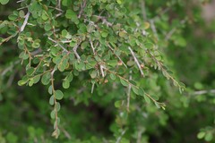 Flueggea verrucosa