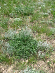 Rhaponticoides razdorskyi