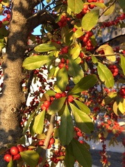 Ilex decidua