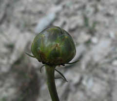 Rhaponticoides razdorskyi