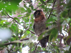 Strix leptogrammica