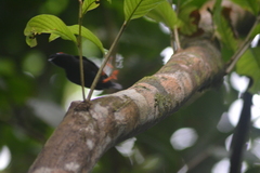 Chiroxiphia pareola