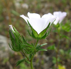 Malvalthaea transcaucasica