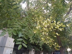 Styphnolobium japonicum