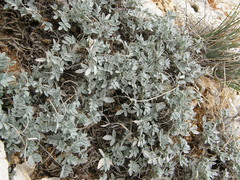 Astragalus permiensis