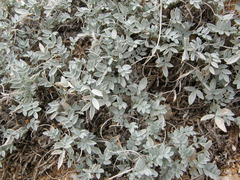 Astragalus permiensis