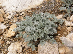 Astragalus permiensis