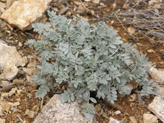 Astragalus permiensis