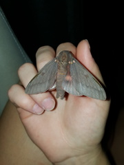 Citheronia sepulcralis