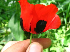 Papaver commutatum