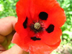 Papaver commutatum