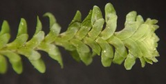Diplophyllum
