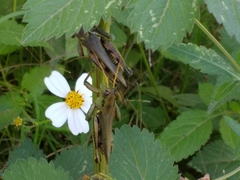 Melanoplus differentialis