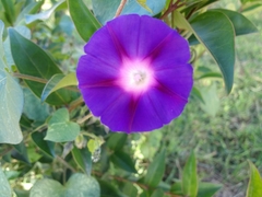 Ipomoea purpurea