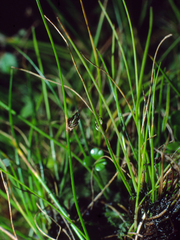 Isolepis subtilissima