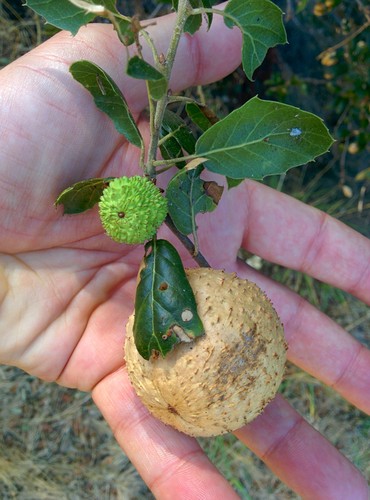 Live Oak Apple Gall Wasp photo 4