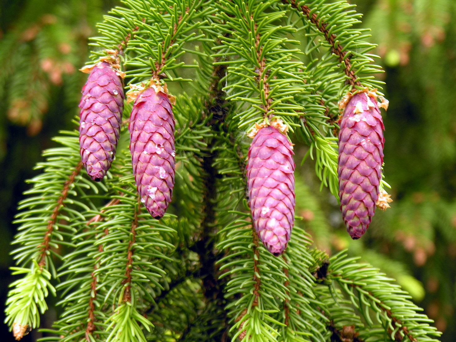 Picea