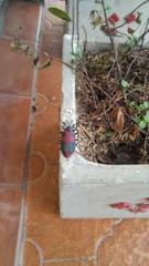 Coraliomela quadrimaculata