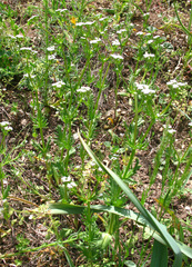 Valerianella uncinata