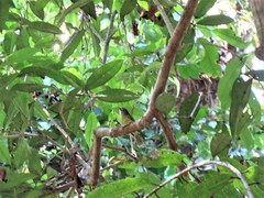 Aegithina viridissima