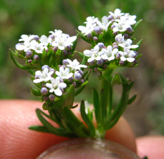 Valerianella uncinata