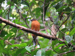 Harpactes duvaucelii