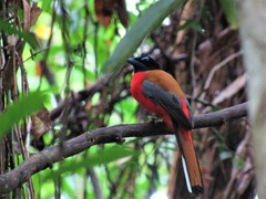 Harpactes duvaucelii