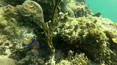 Queen Angelfish