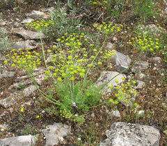 Zosima absinthifolia