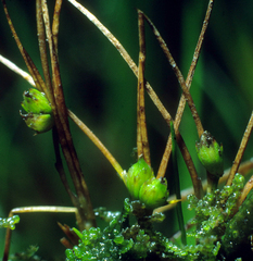 Juncus pusillus