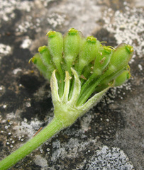 Zosima absinthifolia