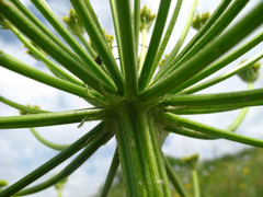 Zosima absinthifolia