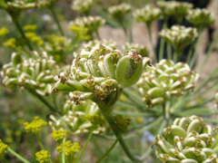 Zosima absinthifolia