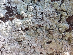 Lepraria normandinoides image