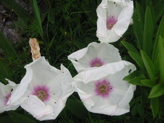 Ipomoea longifolia
