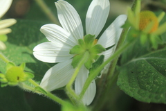 Montanoa ovalifolia