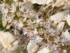 Orostachys thyrsiflora