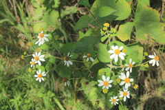 Montanoa ovalifolia
