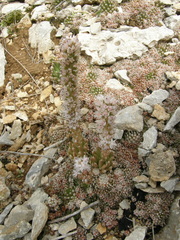 Orostachys thyrsiflora
