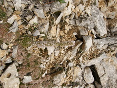 Orostachys thyrsiflora