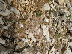 Orostachys thyrsiflora