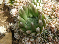 Orostachys thyrsiflora
