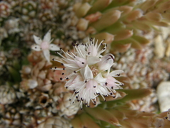 Orostachys thyrsiflora