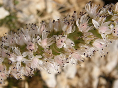 Orostachys thyrsiflora