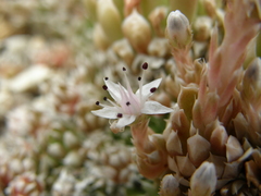 Orostachys thyrsiflora