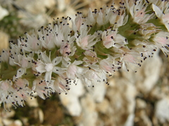 Orostachys thyrsiflora