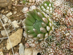 Orostachys thyrsiflora